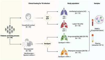 Active tuberculosis patients have high systemic IgG levels and B-cell fingerprinting, characterized by a reduced capacity to produce IFN-γ or IL-10 as a response to M.tb antigens